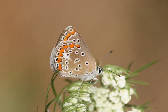 Tutti Polyommatus icarus M e F ???